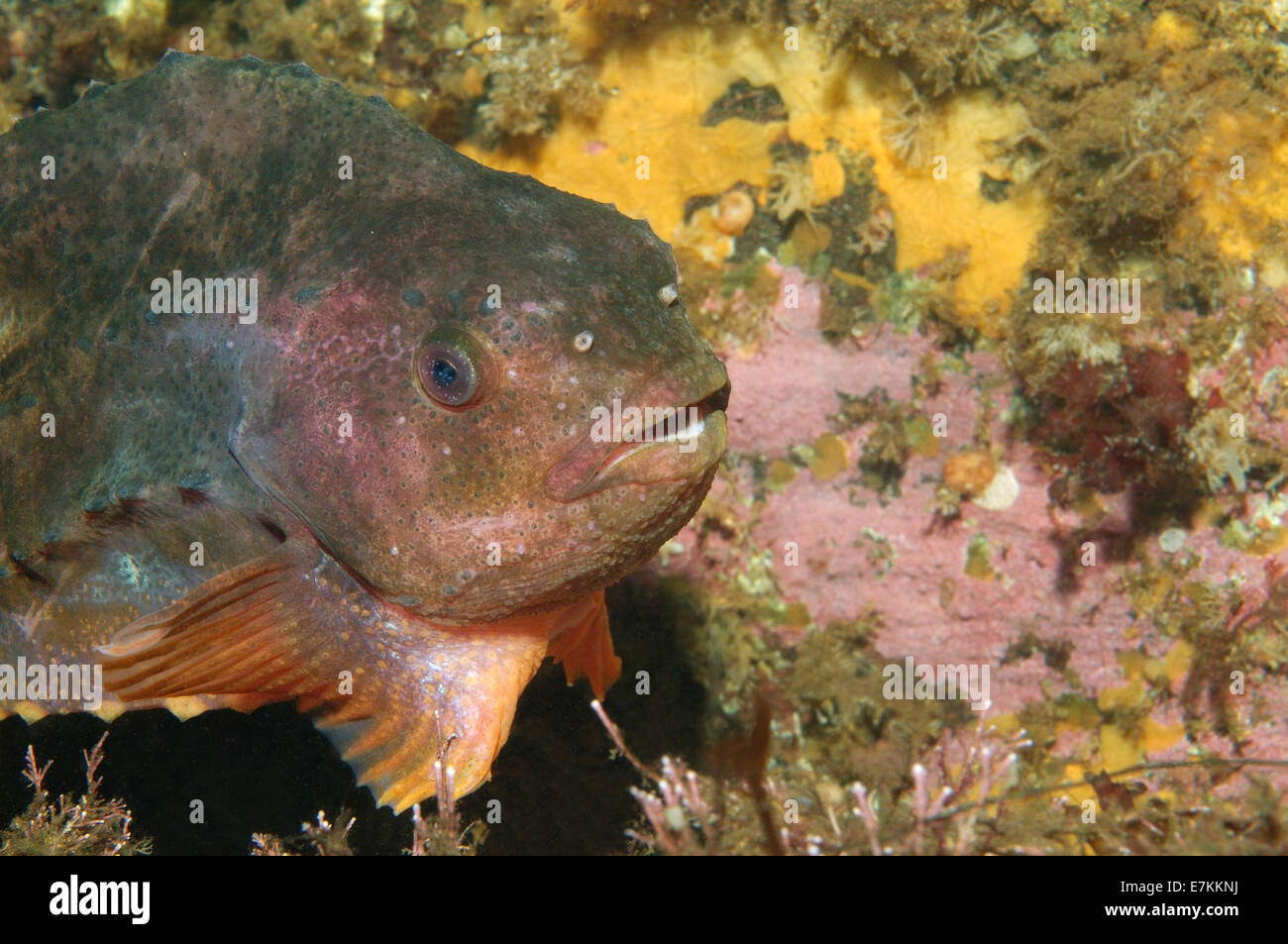 lumpsucker or lumpfish (Cyclopterus lumpus) White sea, Karelia, Arctic, Russian Federation Stock Photo