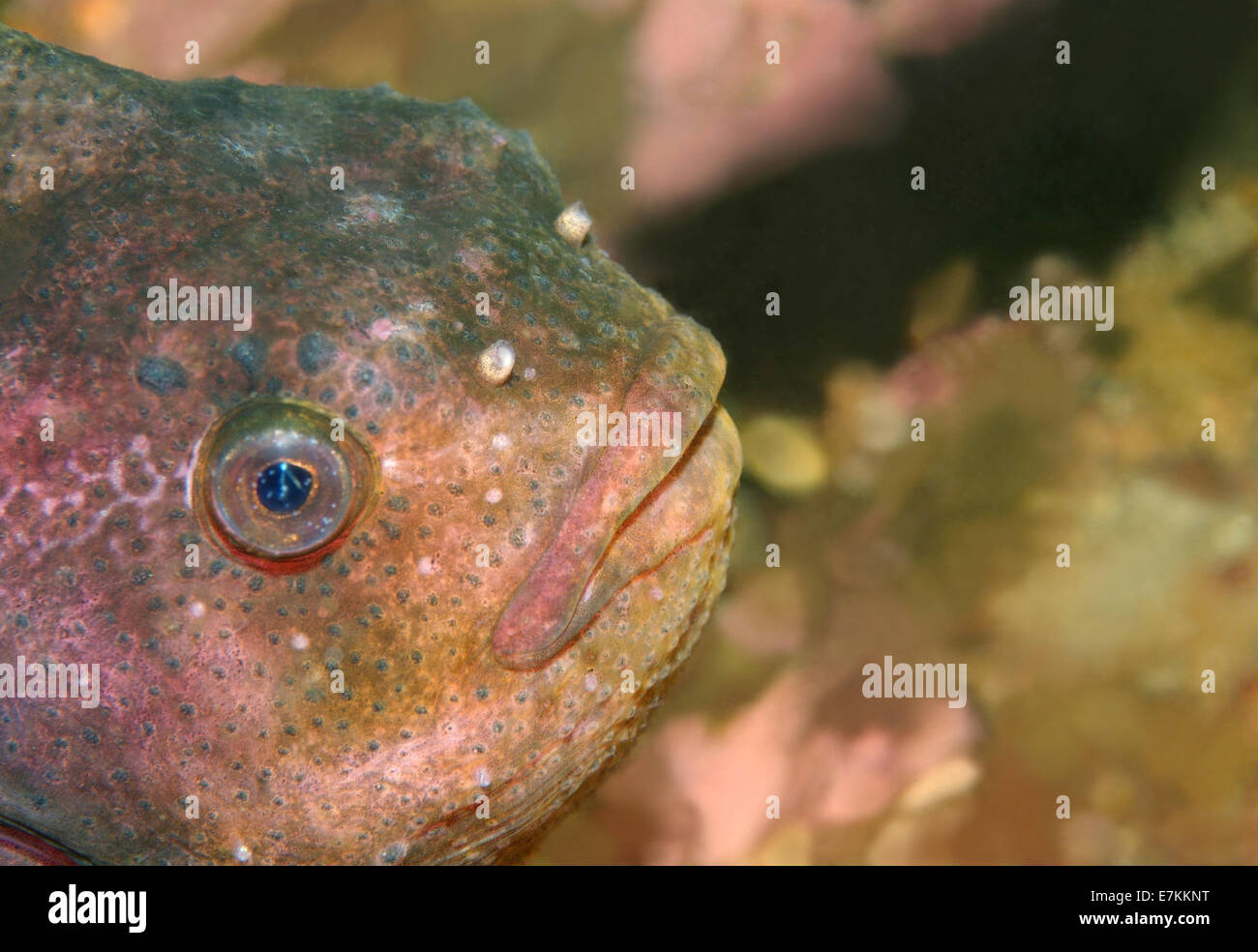 lumpsucker or lumpfish (Cyclopterus lumpus) White sea, Karelia, Arctic, Russian Federation Stock Photo