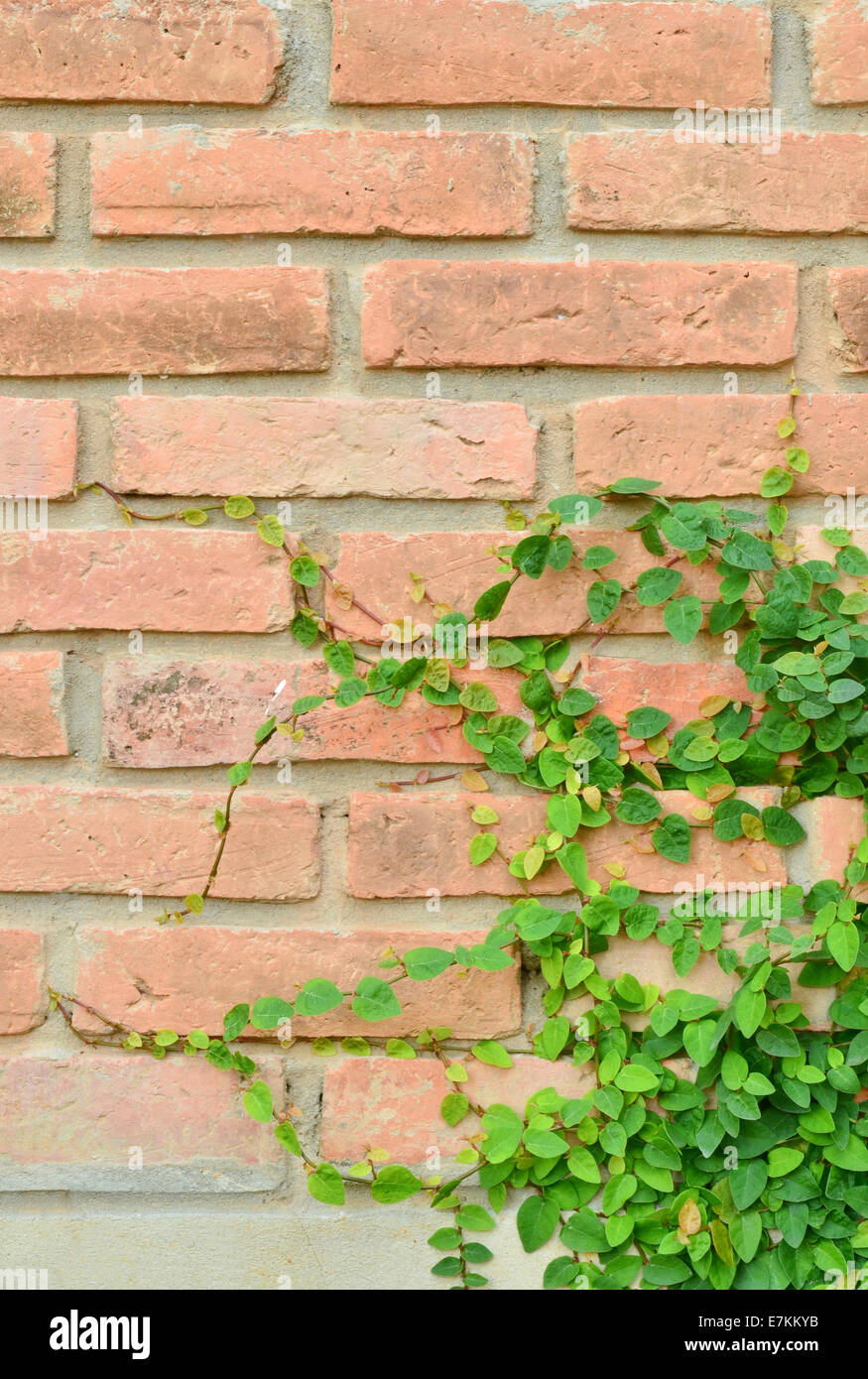 Green plant on brick wall Stock Photo Alamy