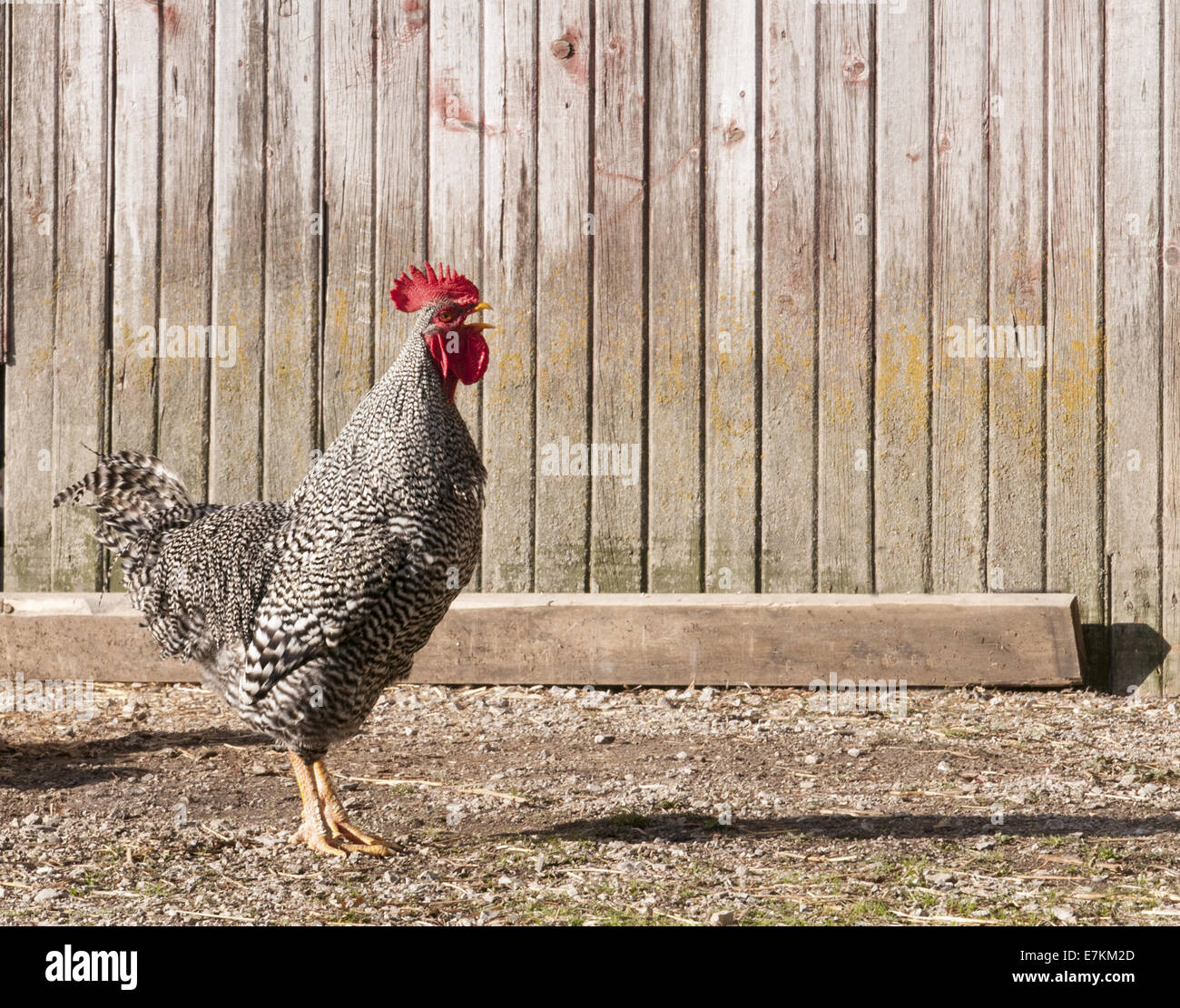 Plymouth Rock Chicken Standing Tall In The Barn Yard Stock Photo Alamy