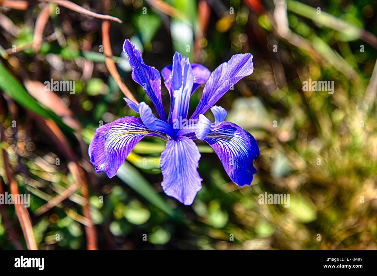 Point Reyes Spring Flowers A Mountain Iris in the early days of spring. Point Reyes National ...