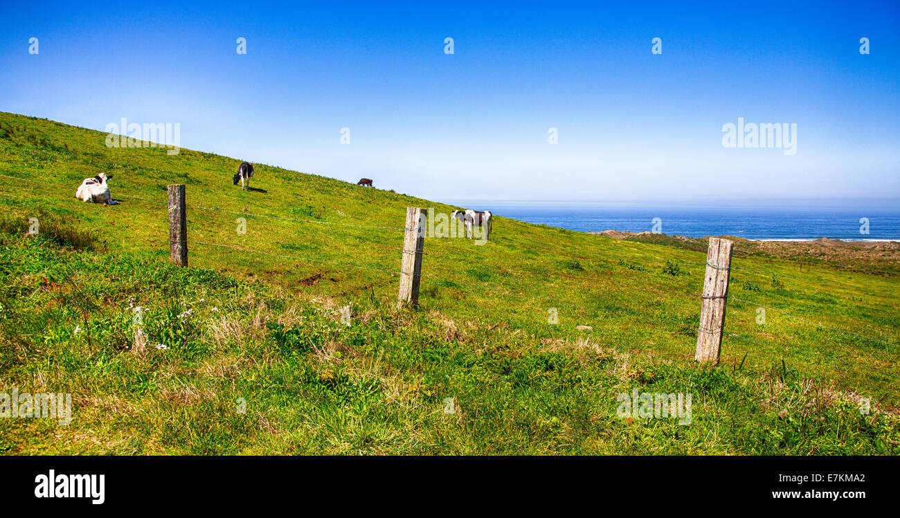 A cattle ranch on the pacific coast of California. Point Reyes National