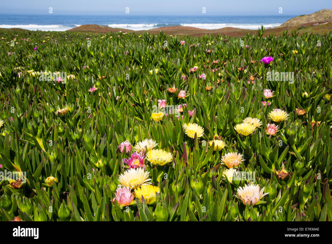 Point Reyes Spring Flowers Wildflowers on the beach in Point Reyes National Seashore. California ...
