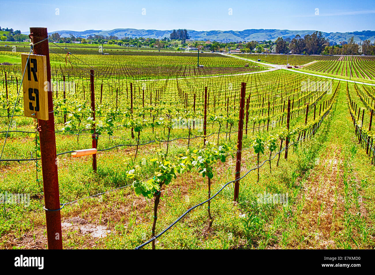 Vineyards line the rolling hills of California's Wine Country. Sonoma