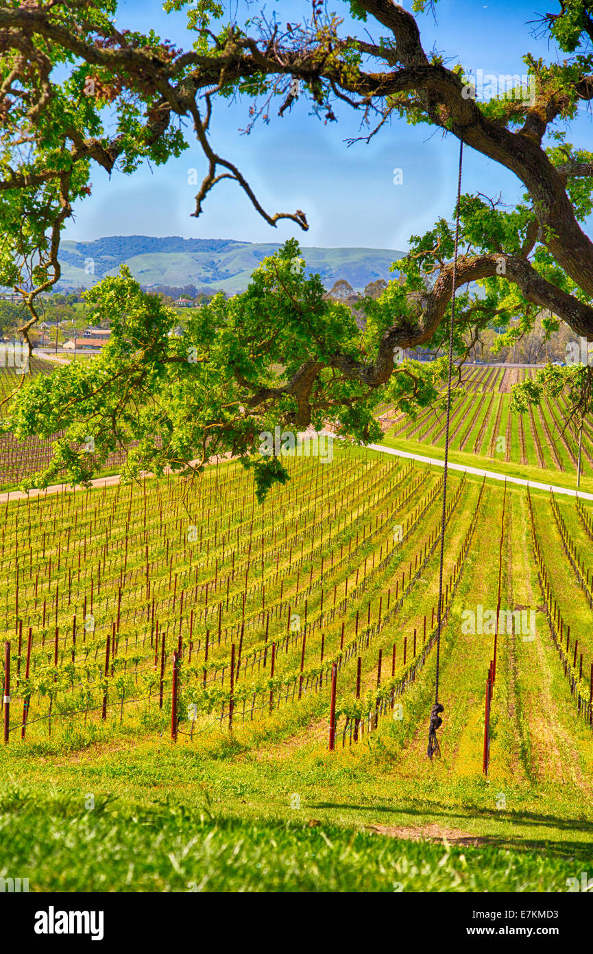 A rope swing hangs from a tree over looking the vinyards below. Sonoma County, California. Stock Photo