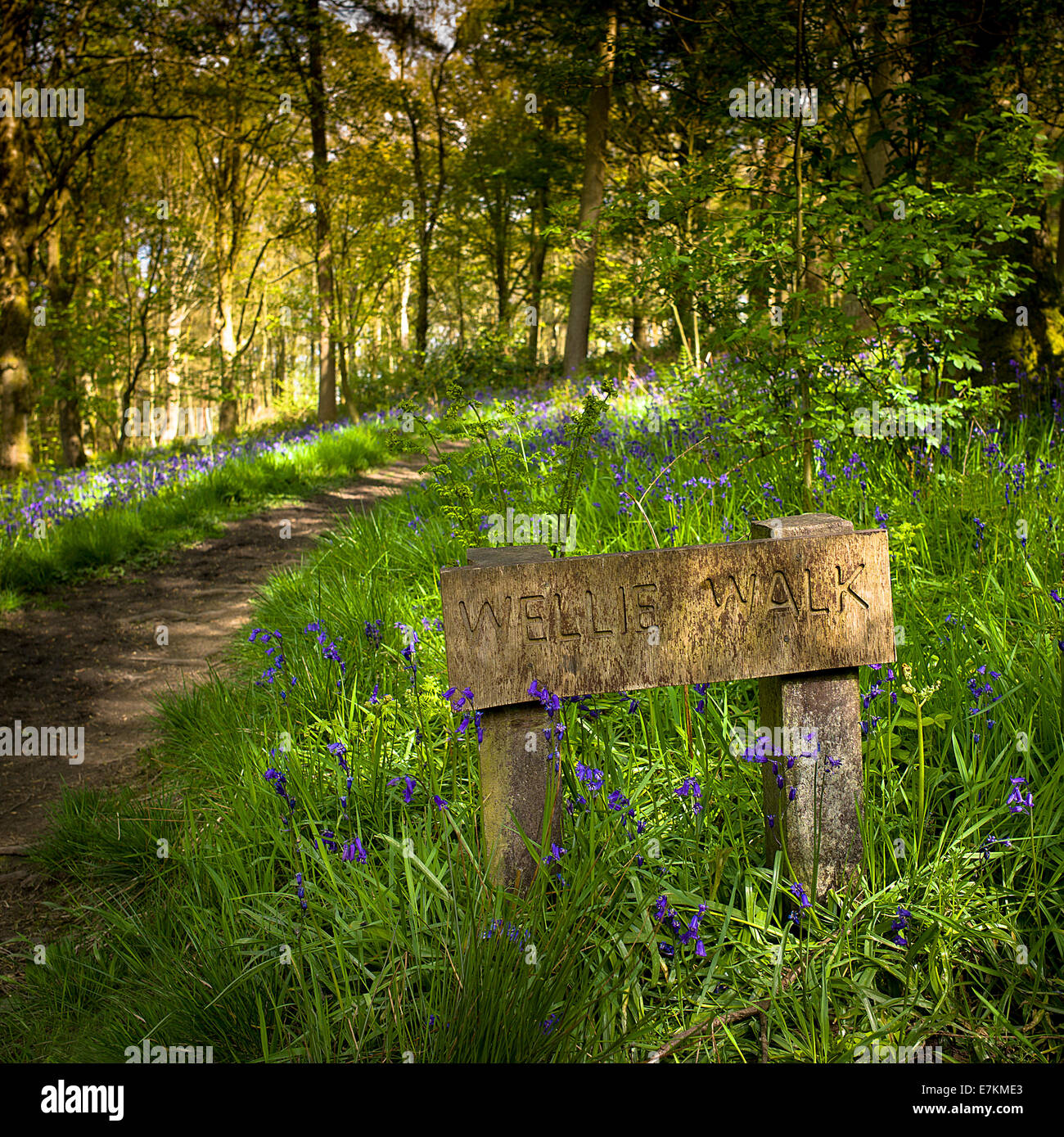 The Wellie Walk in Spring Wood, Whalley, Lancashire Stock Photo Alamy