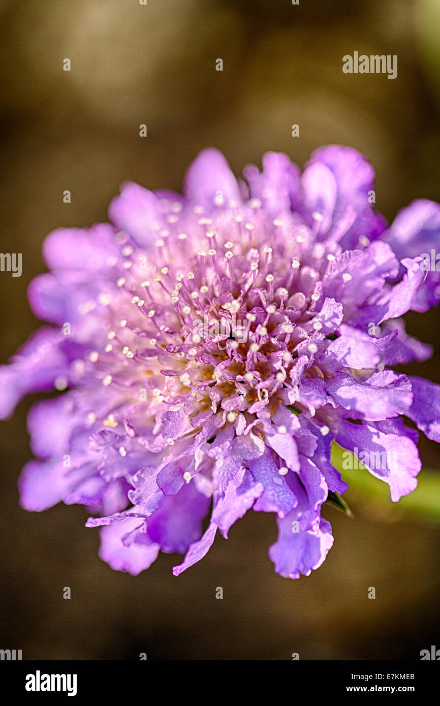 A detail shot of a Scabiosa or pincushion flower. Stock Photo