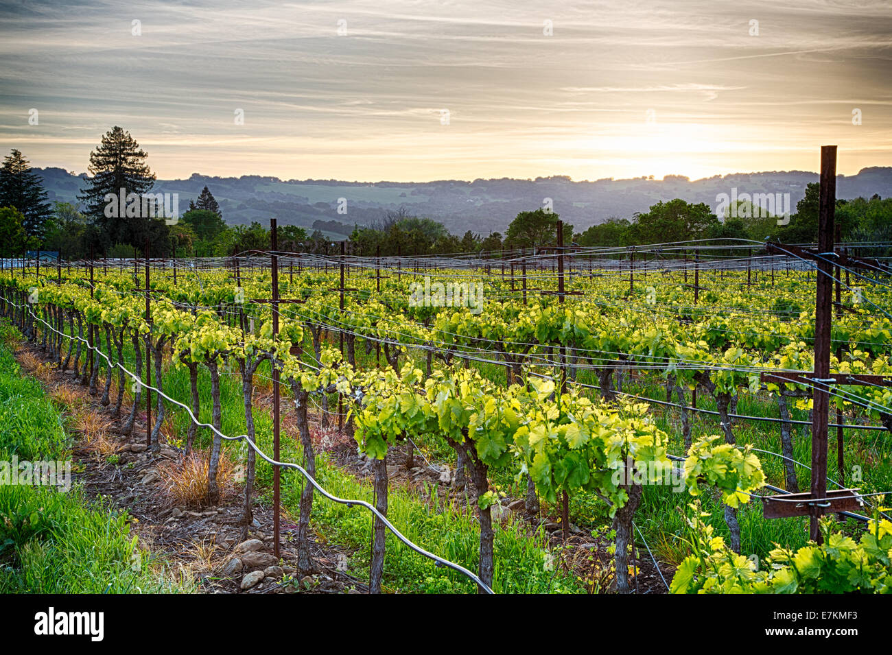 Sunset over vineyards in California's wine country. Sonoma county, California Stock Photo