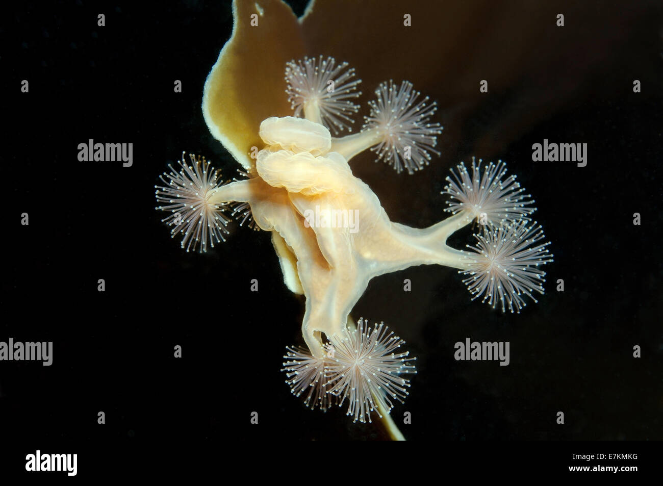 Stalked jellyfish (Lucernaria quadricornis) White sea, Karelia, Arctic, Russian Federation Stock Photo