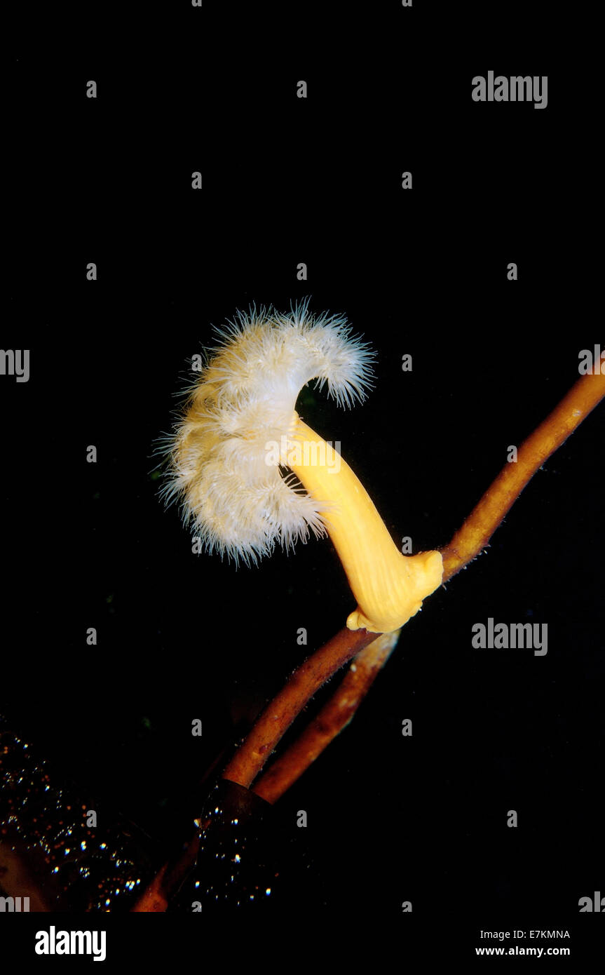 Anemone Metridium (anemone plumose) Stock Photo
