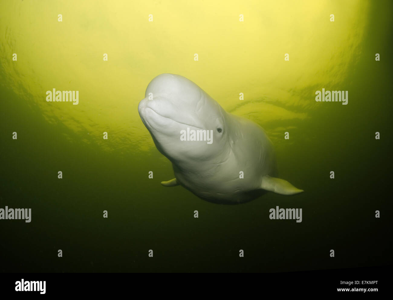 Beluga whale or white whale (Delphinapterus leucas), White sea, Karelia