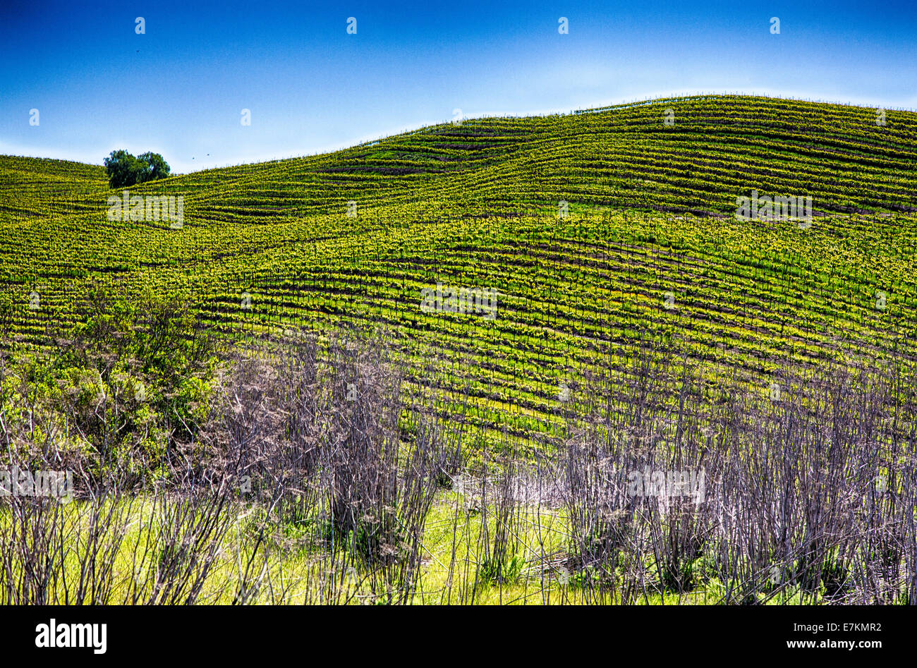 Rolling hills covered with row upon row of grape vines in the cultivated vineyards of California wine country. Stock Photo