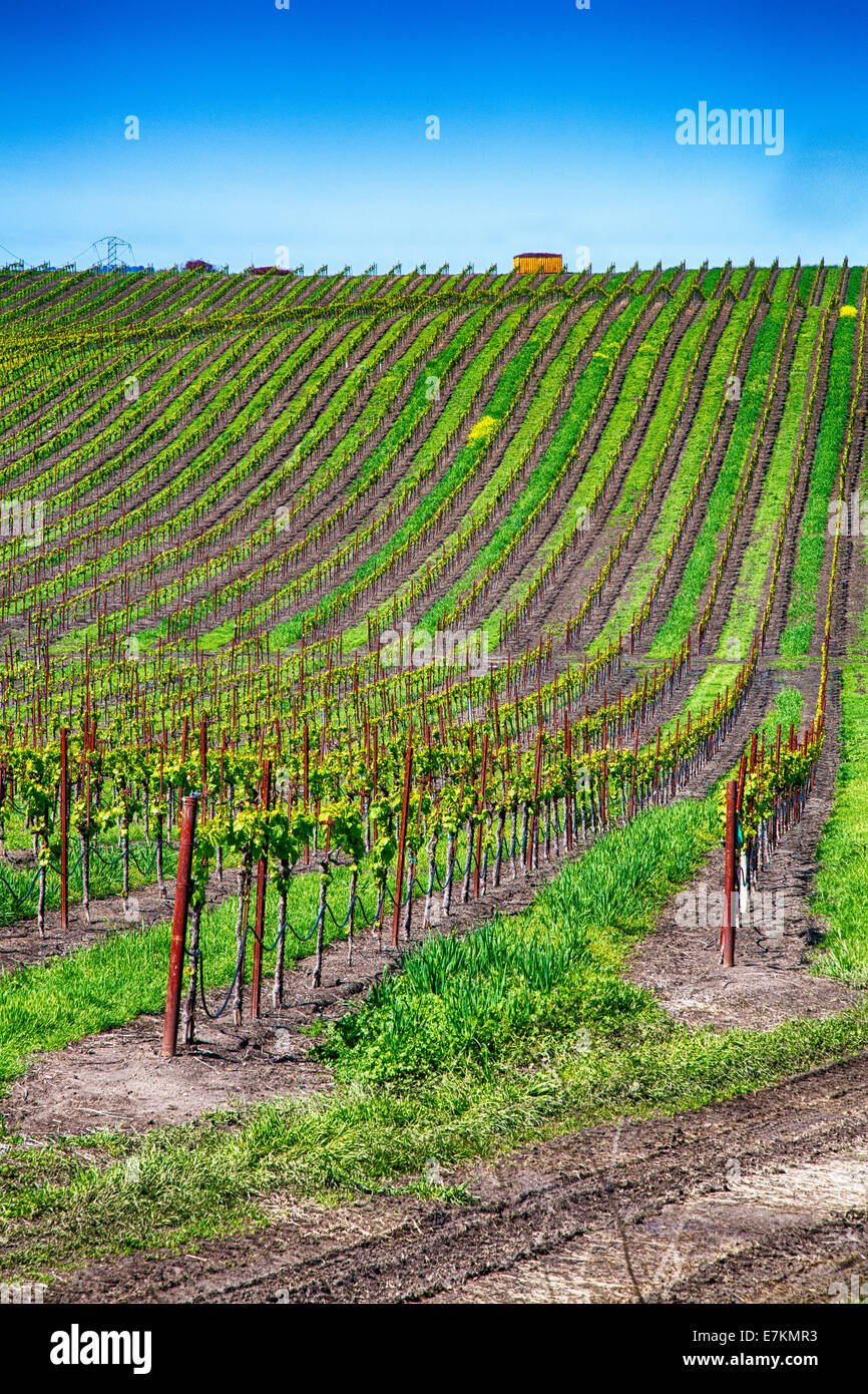 Rolling hills covered with row upon row of grape vines in the cultivated vineyards of California wine country. Stock Photo