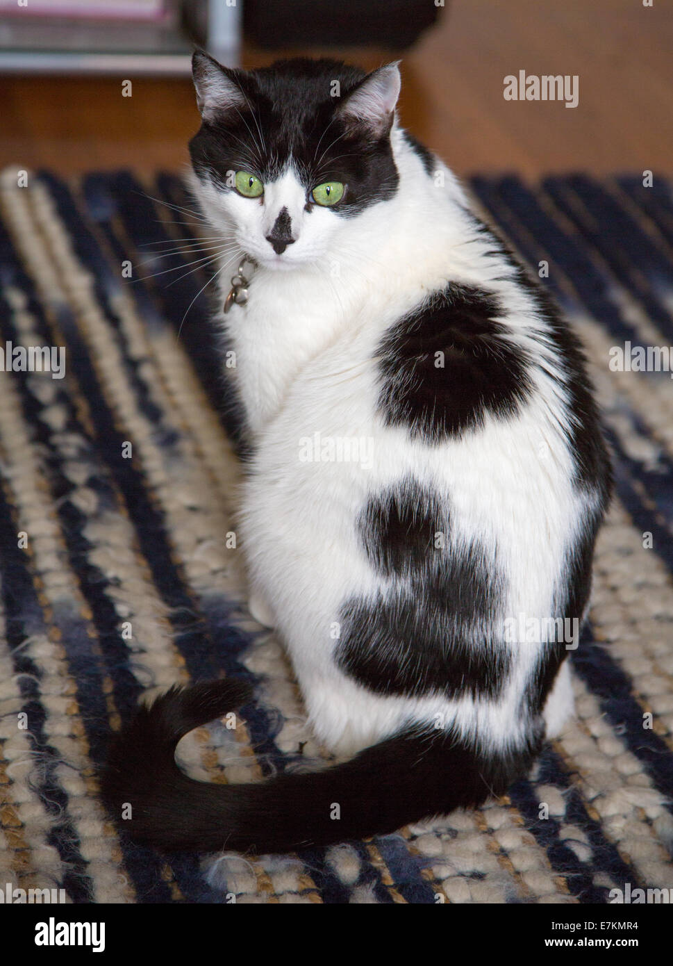 Portraits of a Black and White Cat. Stock Photo