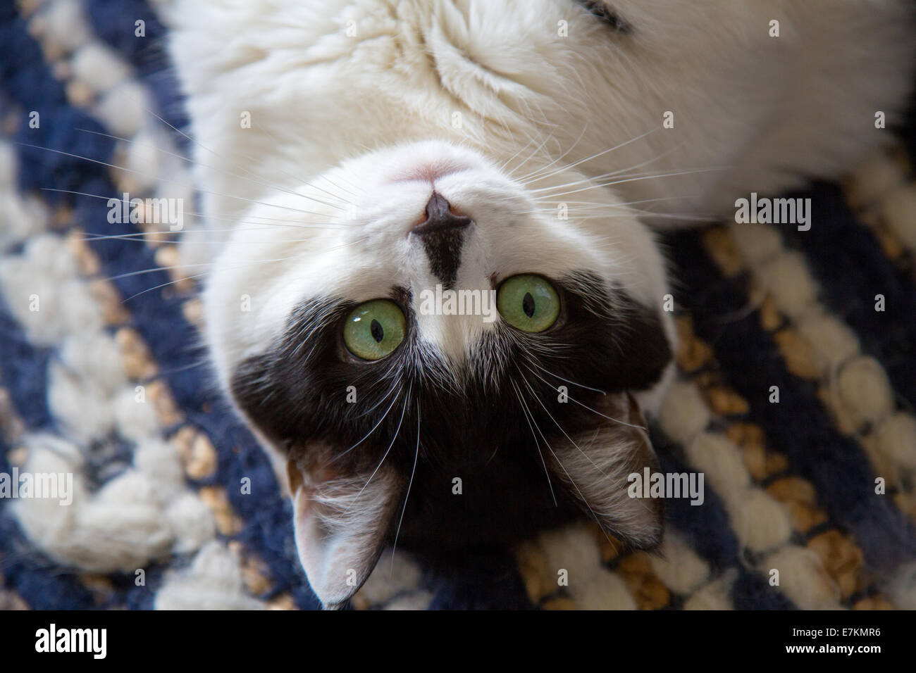 Portraits of a Black and White Cat. Stock Photo