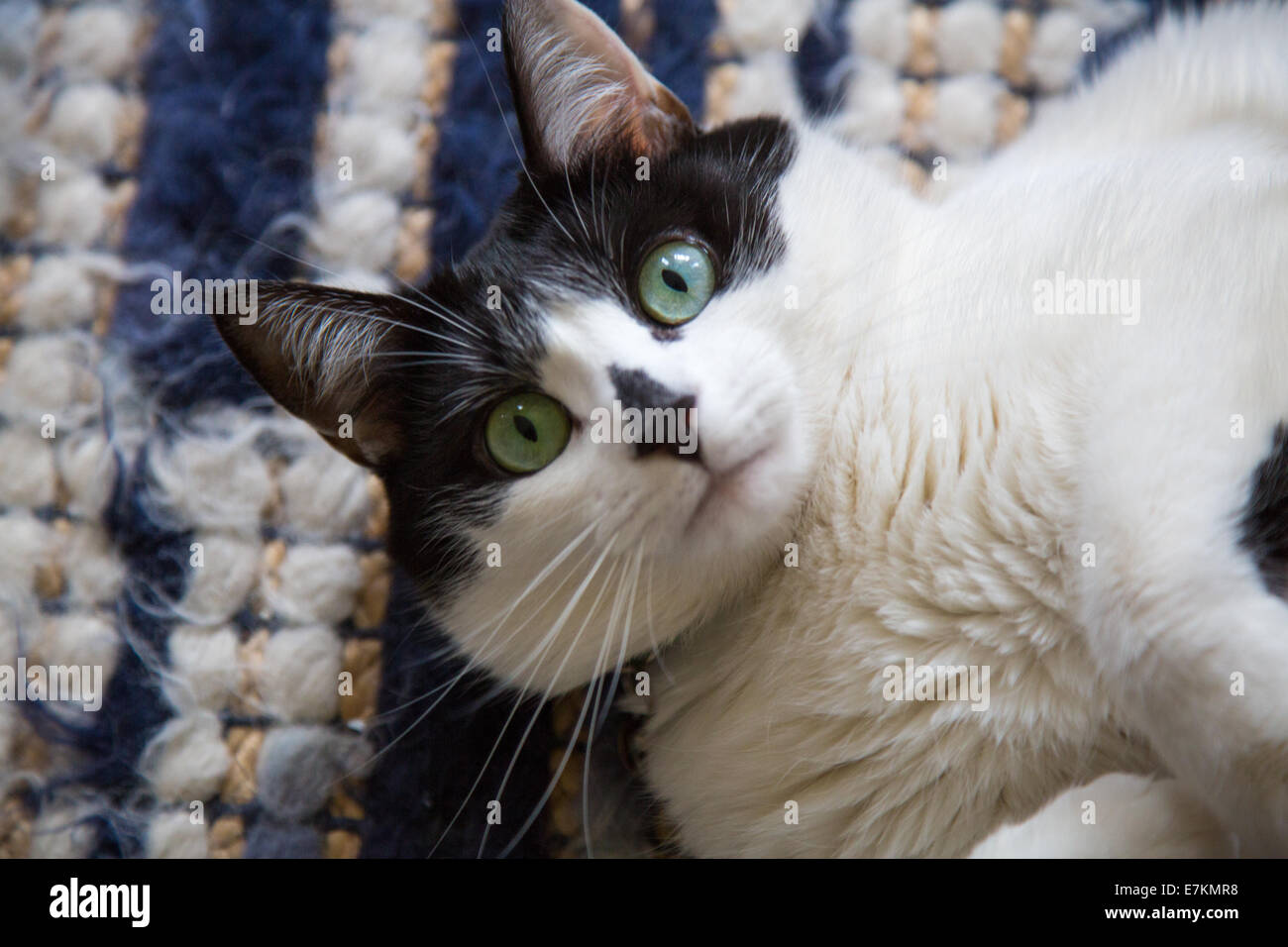 Portraits of a Black and White Cat. Stock Photo