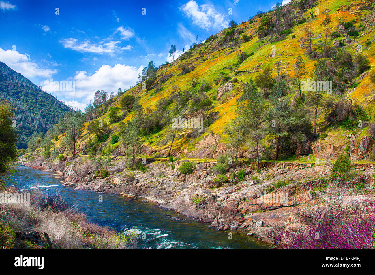 California Poppies cover the hillsides and cliffs of the Merced River Canyon in Spring. California, USA Stock Photo