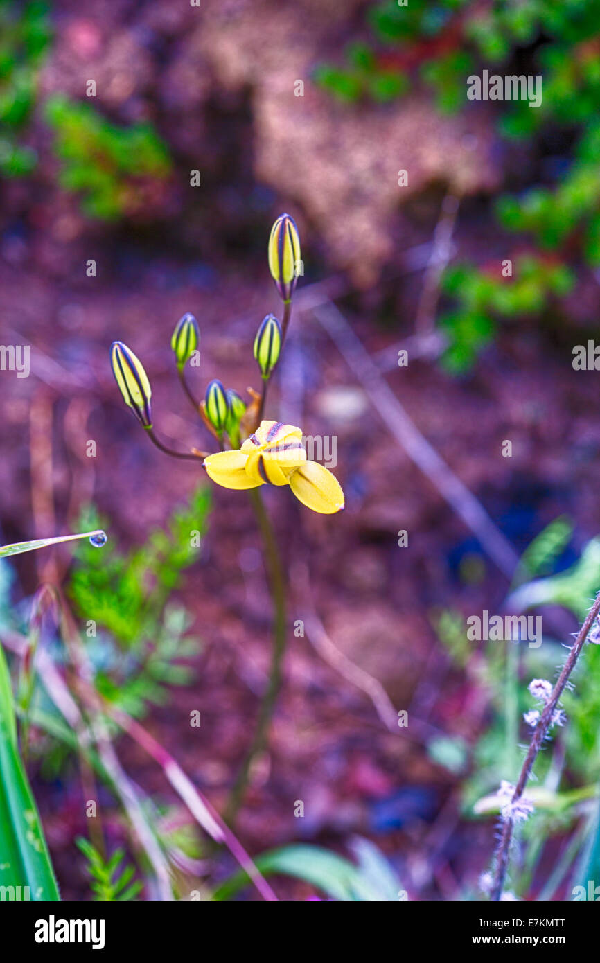 Yellow wildflowers named pretty face. Merced River Canyon. California