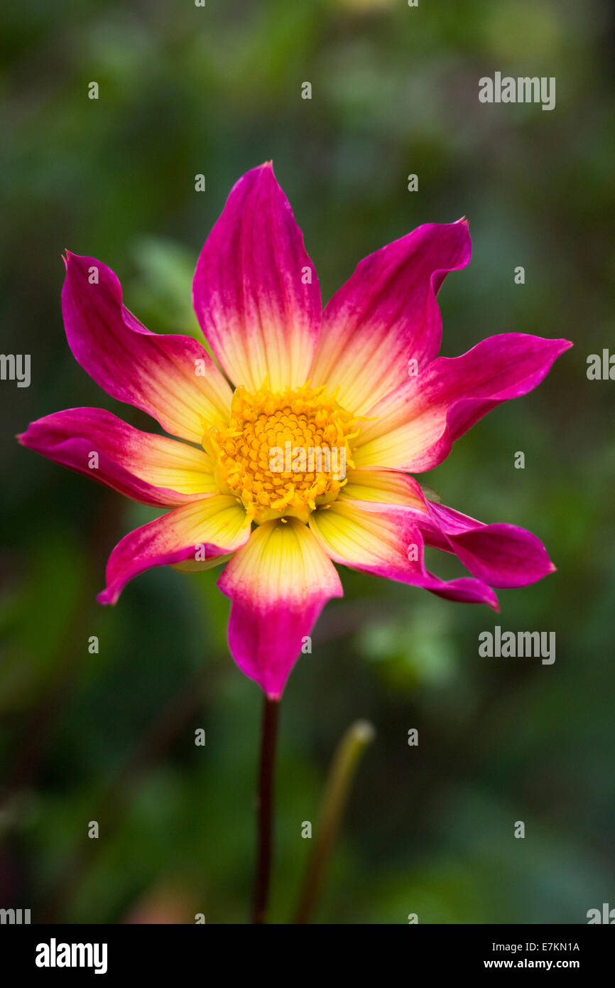 Dahlia 'Bright Eyes'. Single Dahlia flower. Stock Photo