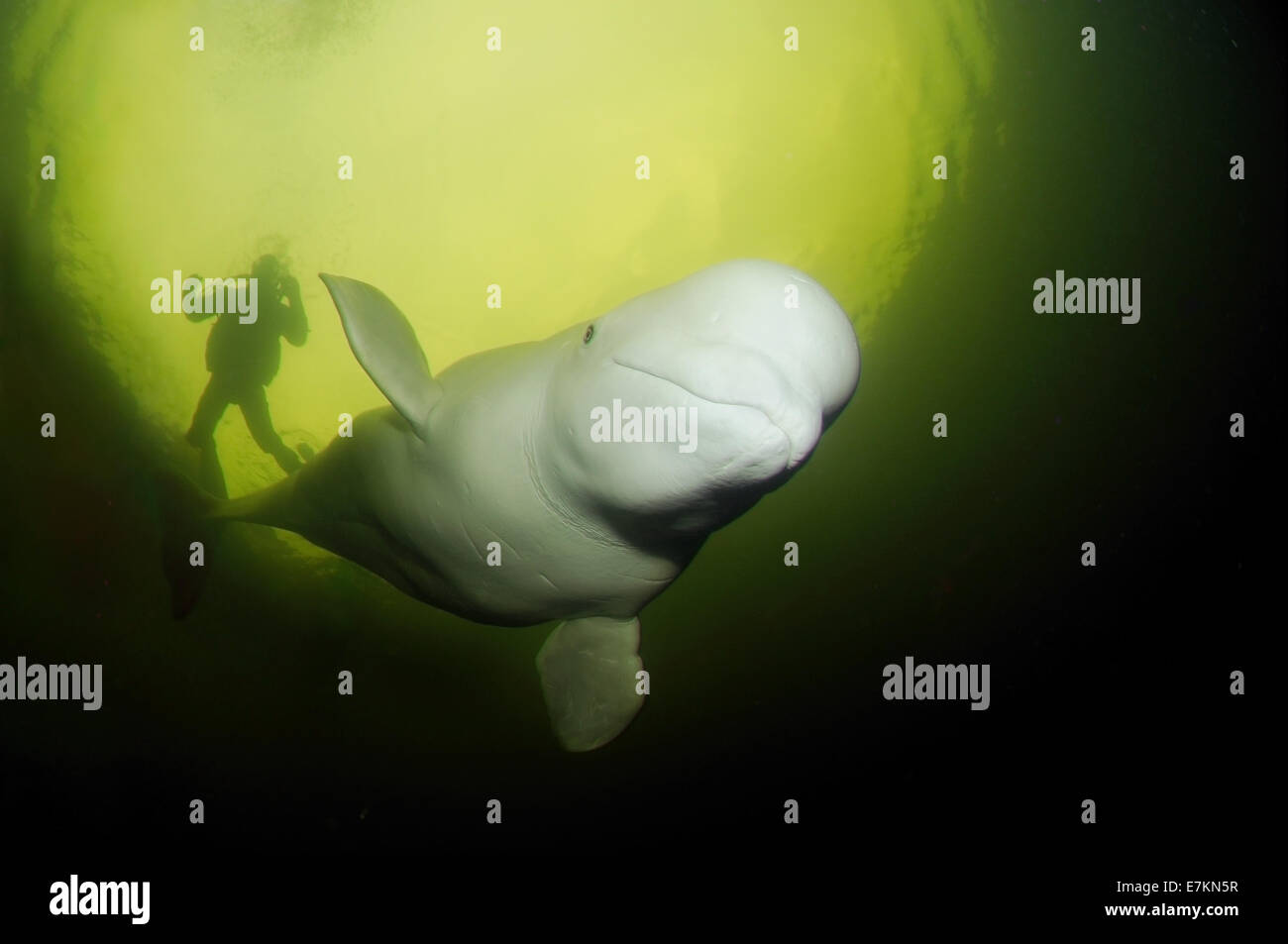 Beluga whale or white whale (Delphinapterus leucas), White sea, Karelia