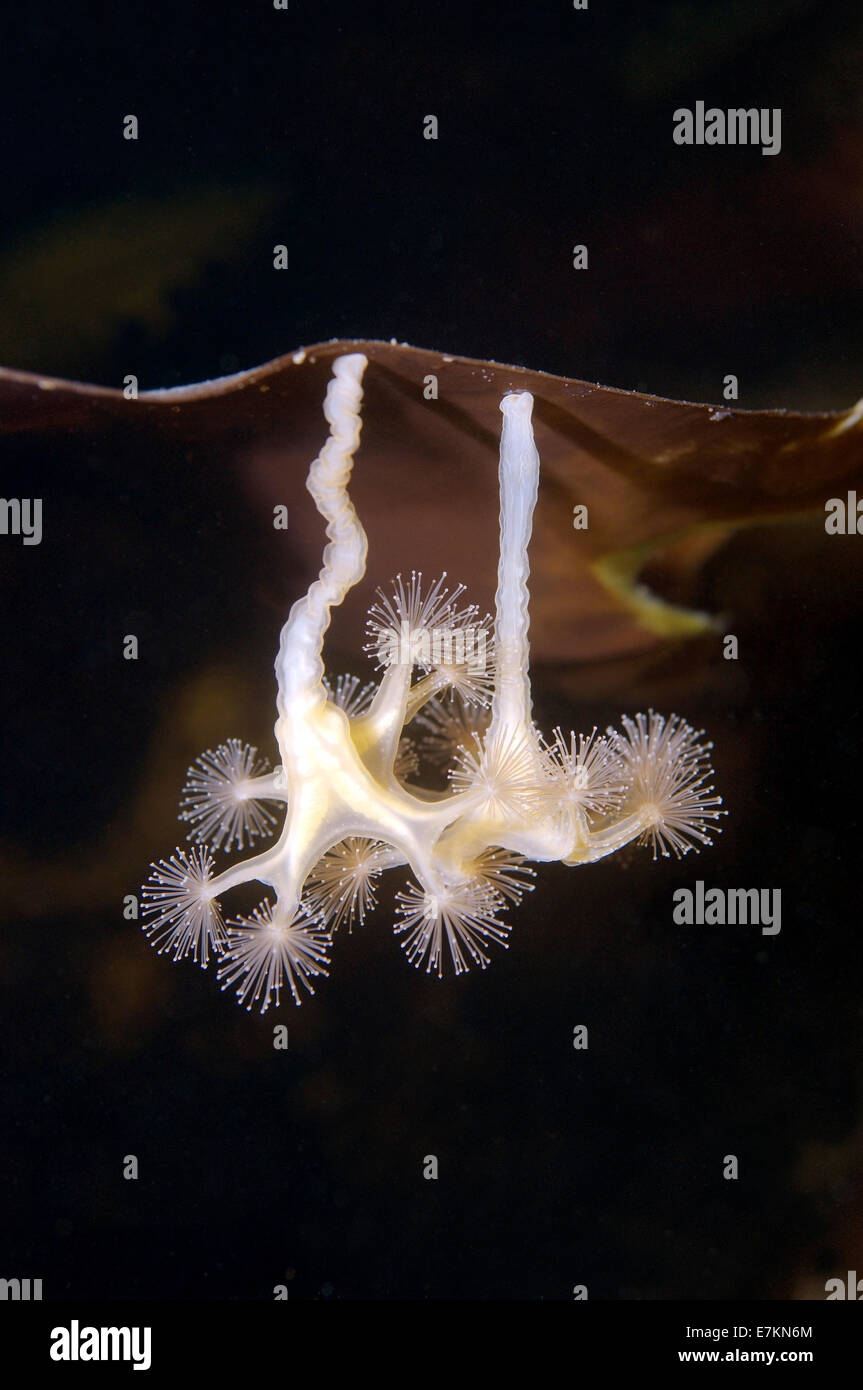 Stalked jellyfish (Lucernaria quadricornis) White sea, Karelia, Arctic, Russian Federation Stock Photo