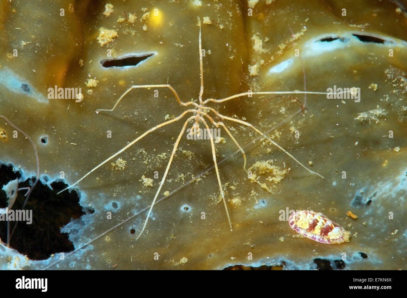 Sea spider (Nymphon longitarse) White sea, Karelia, Arctic, Russian Federation Stock Photo