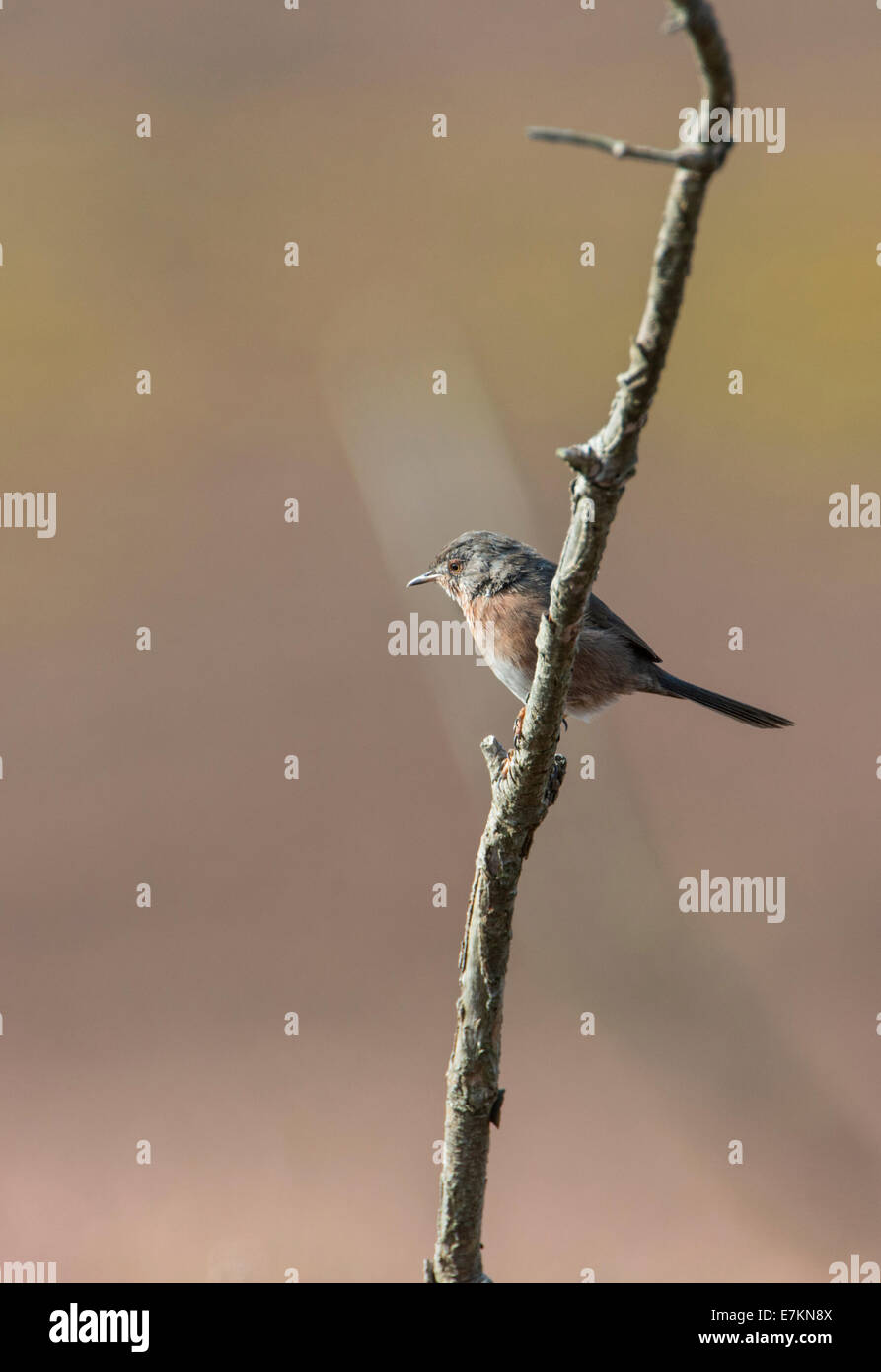Dartford warbler (Sylvia undata) Stock Photo