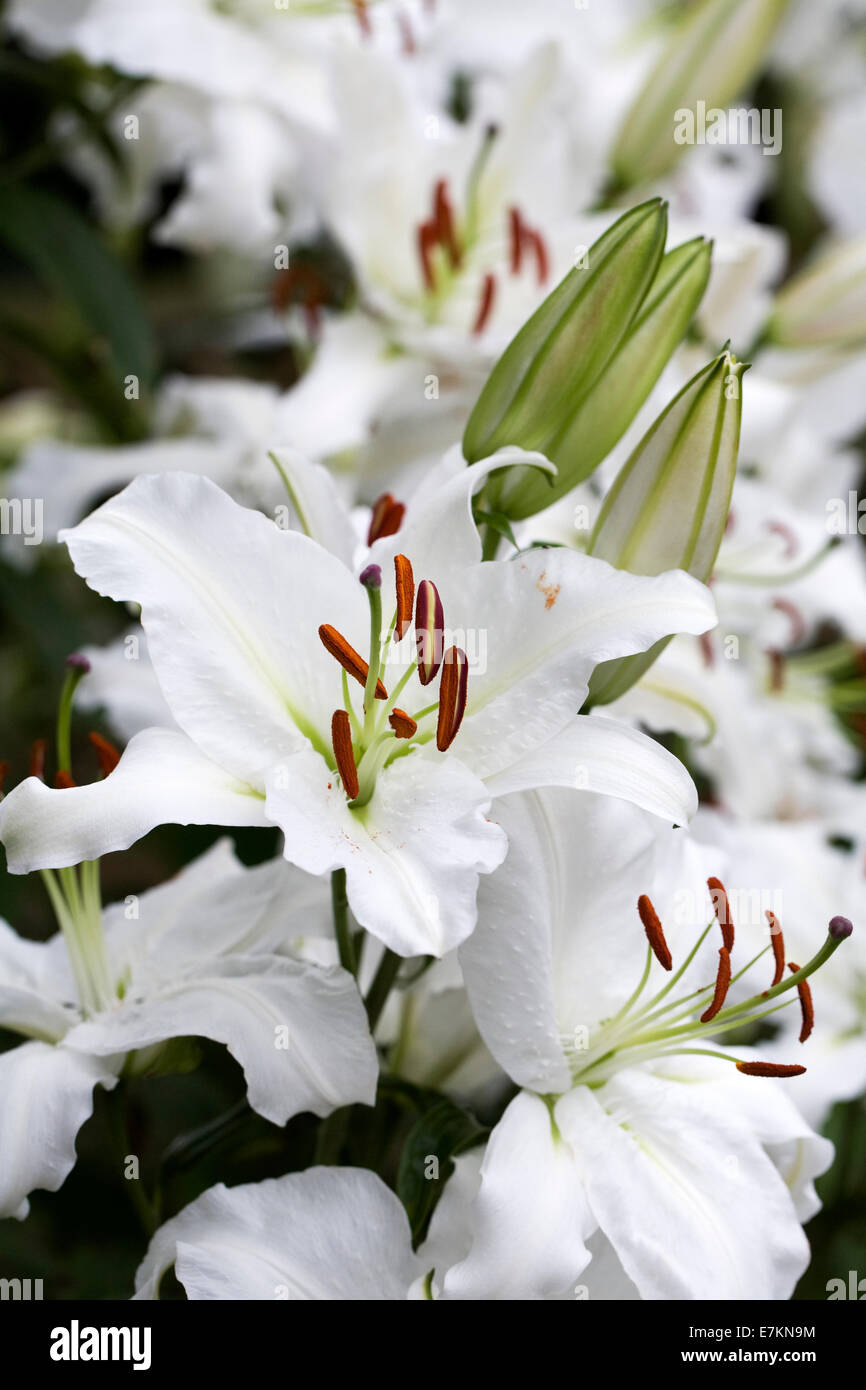 Lilium. White lily flowers Stock Photo Alamy