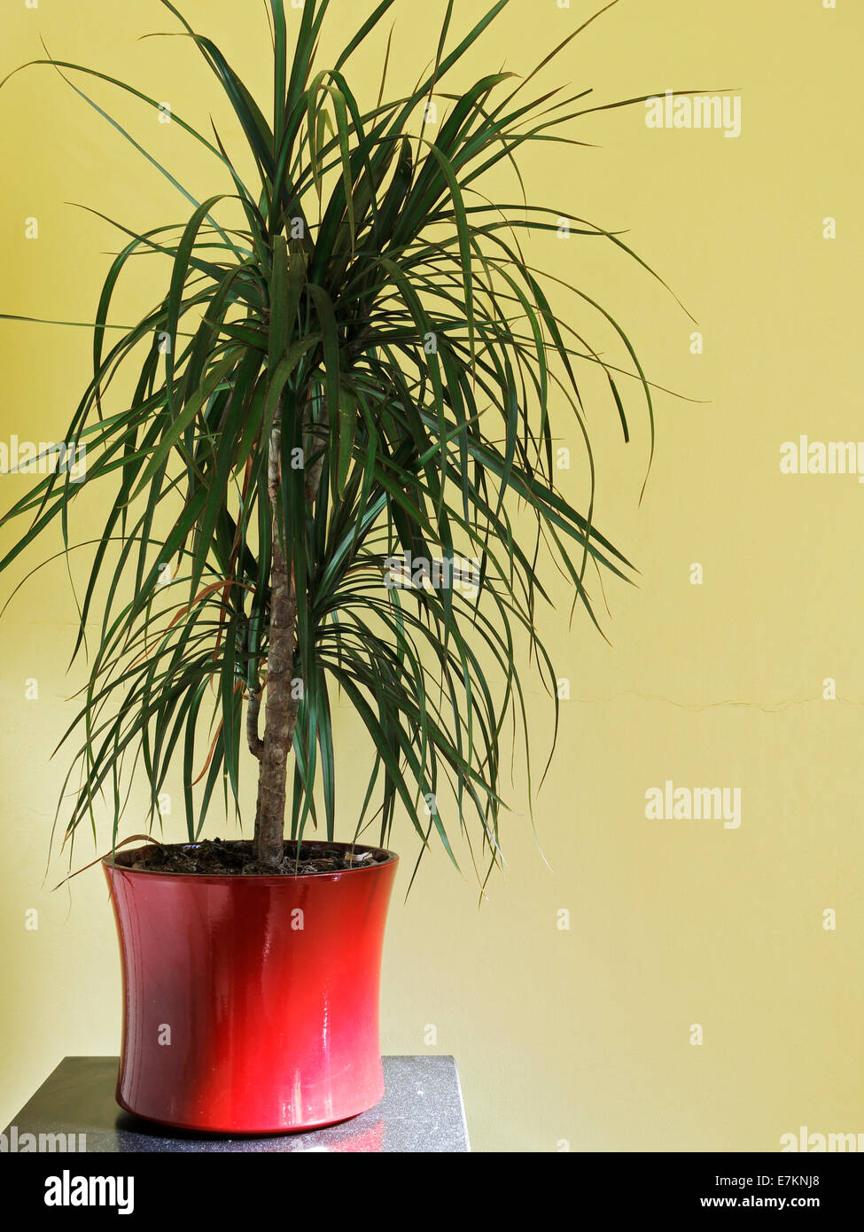 A Madagascar dragon tree in a red pot. Stock Photo