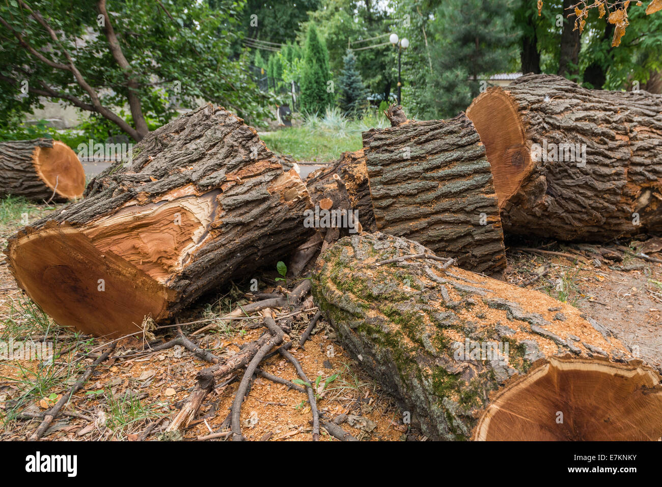 Cutted big tree ina forest for wood Stock Photo