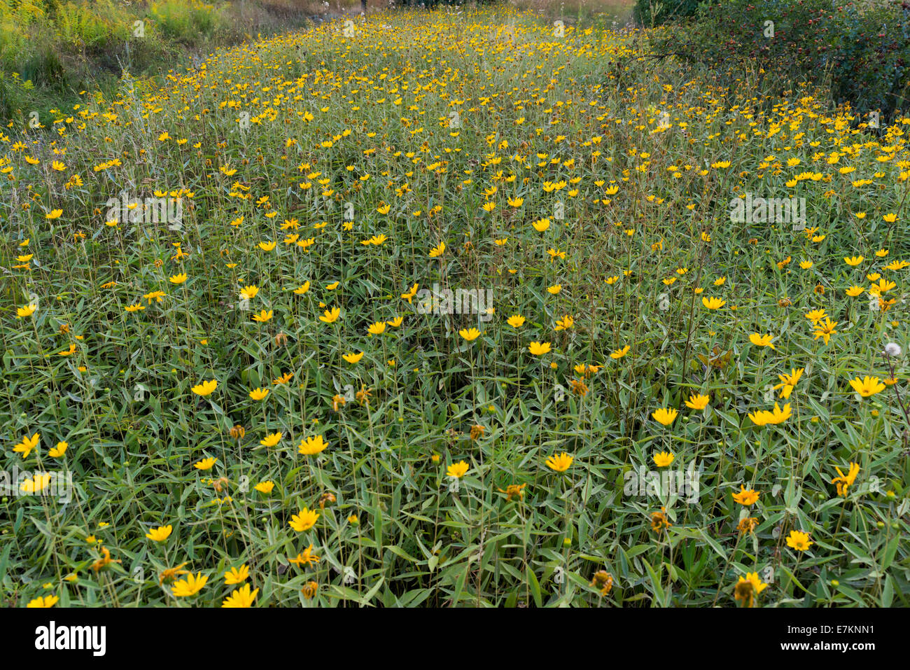 big field with yellow flowers in the city of kharkiv Stock Photo