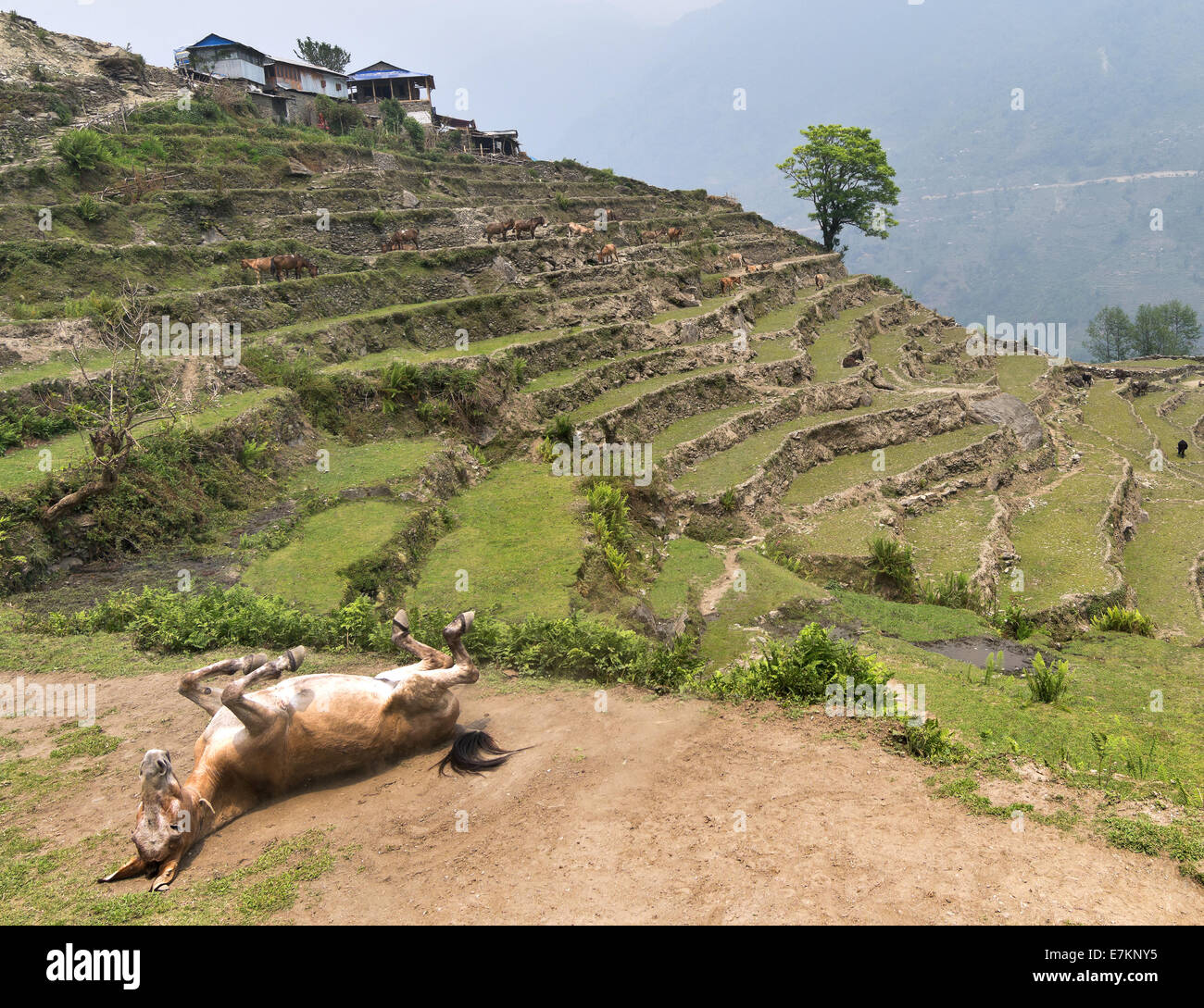 Views of the alpine pasture of horses in the mountains of Nepal. Stock Photo