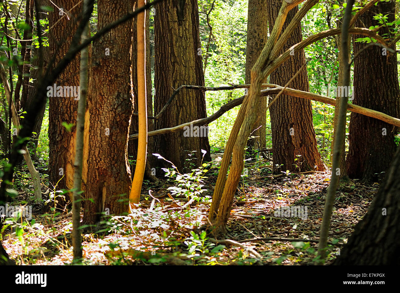 Stand of forest trees Stock Photo Alamy