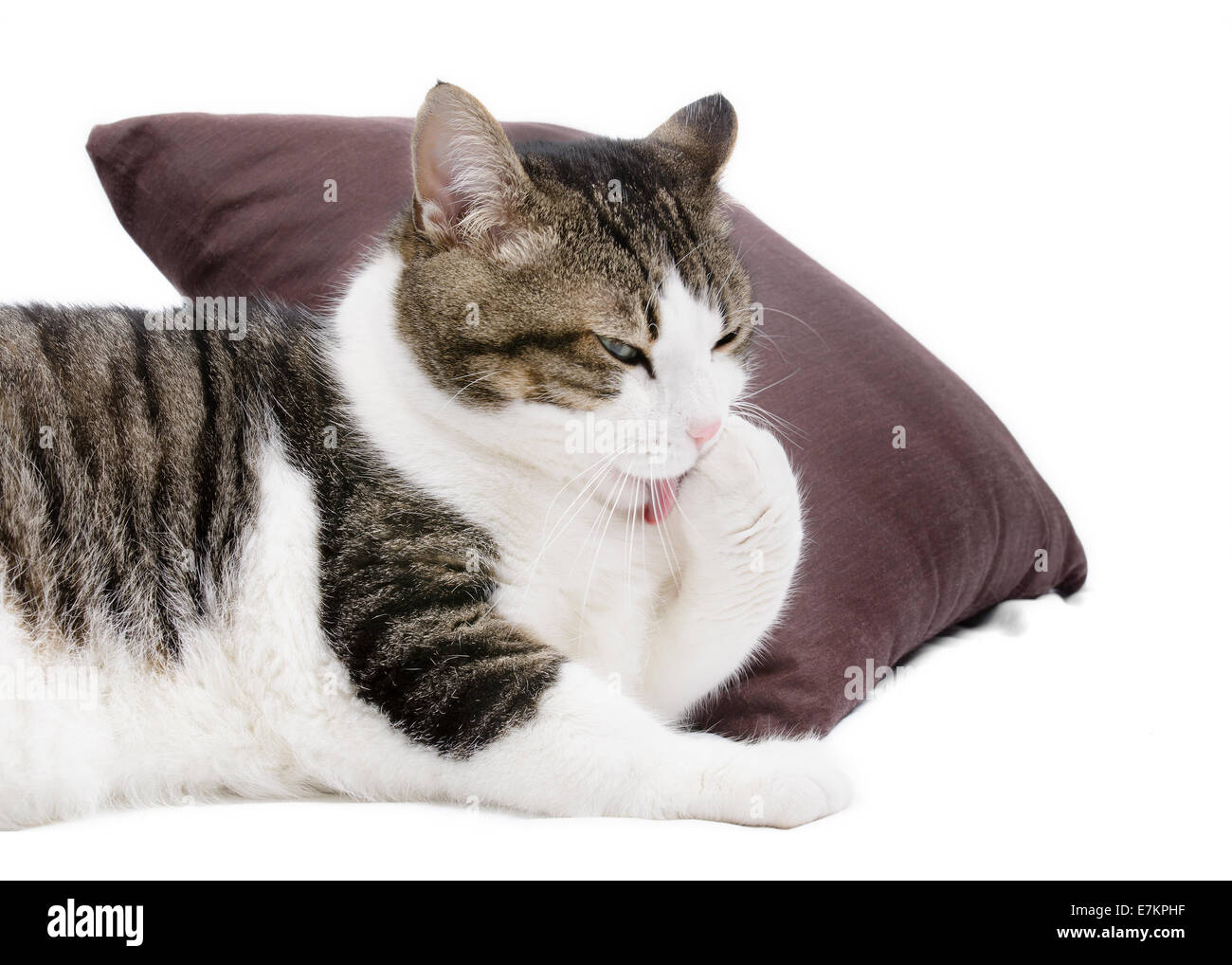 Lovely cat cleaning itself on white isolated background Stock Photo Alamy