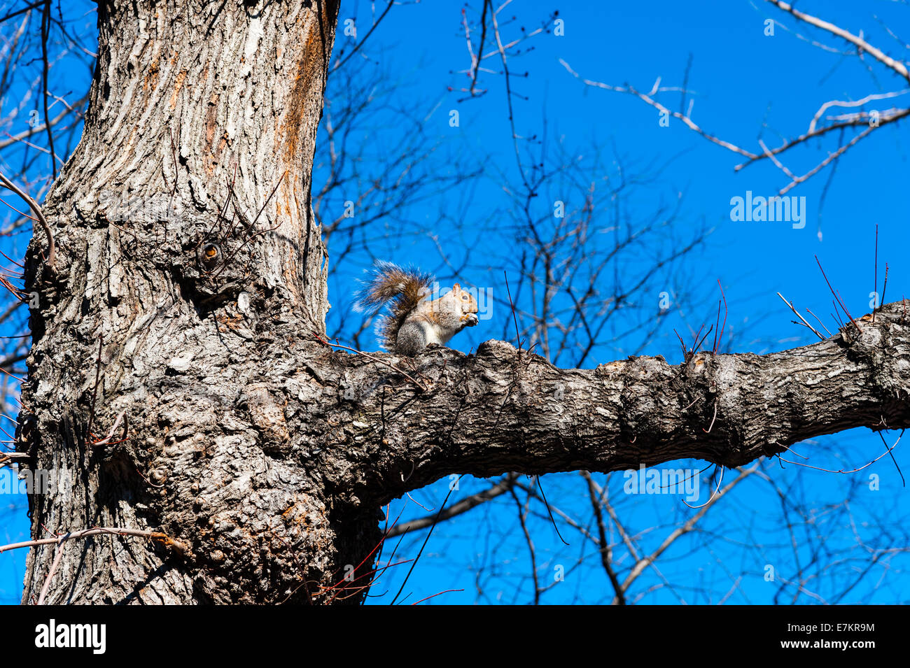 US, New York City, Central Park. Eastern gray squirrel. Stock Photo