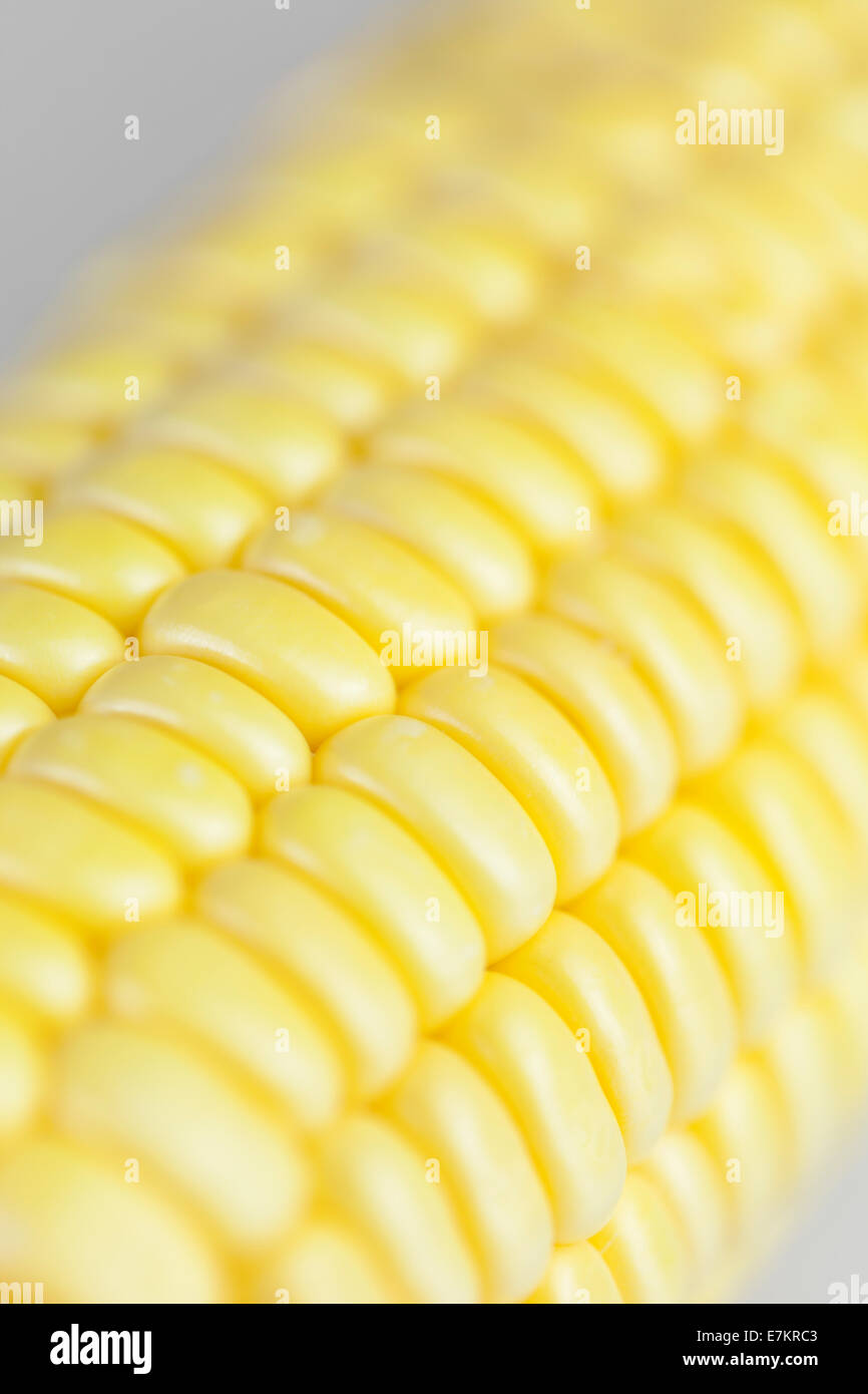 Close up of maize corn on the cob Stock Photo