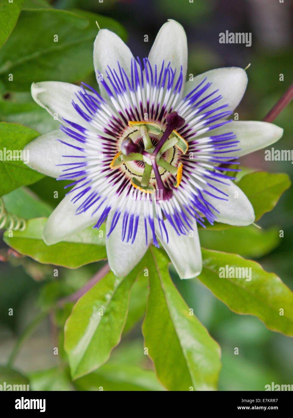 Common Passion flower (Passiflora caerulea) in bloom Stock Photo
