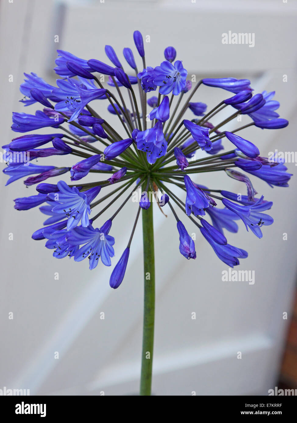 Agapanthus flower known as the 'African Lily' Stock Photo Alamy