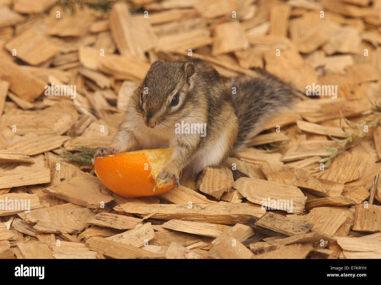 A cute Chipmunk eating an orange Stock Photo