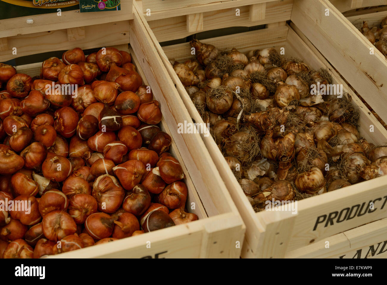 assorted crates of tulip bulbs Stock Photo