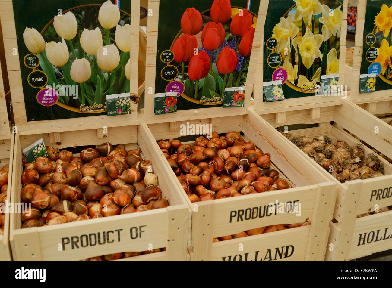 assorted crates of tulip bulbs Stock Photo