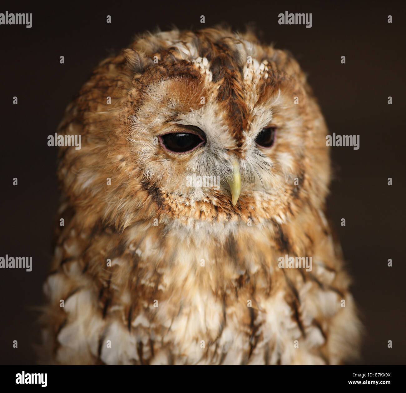 image-of-tawny-owl-hi-res-stock-photography-and-images-alamy