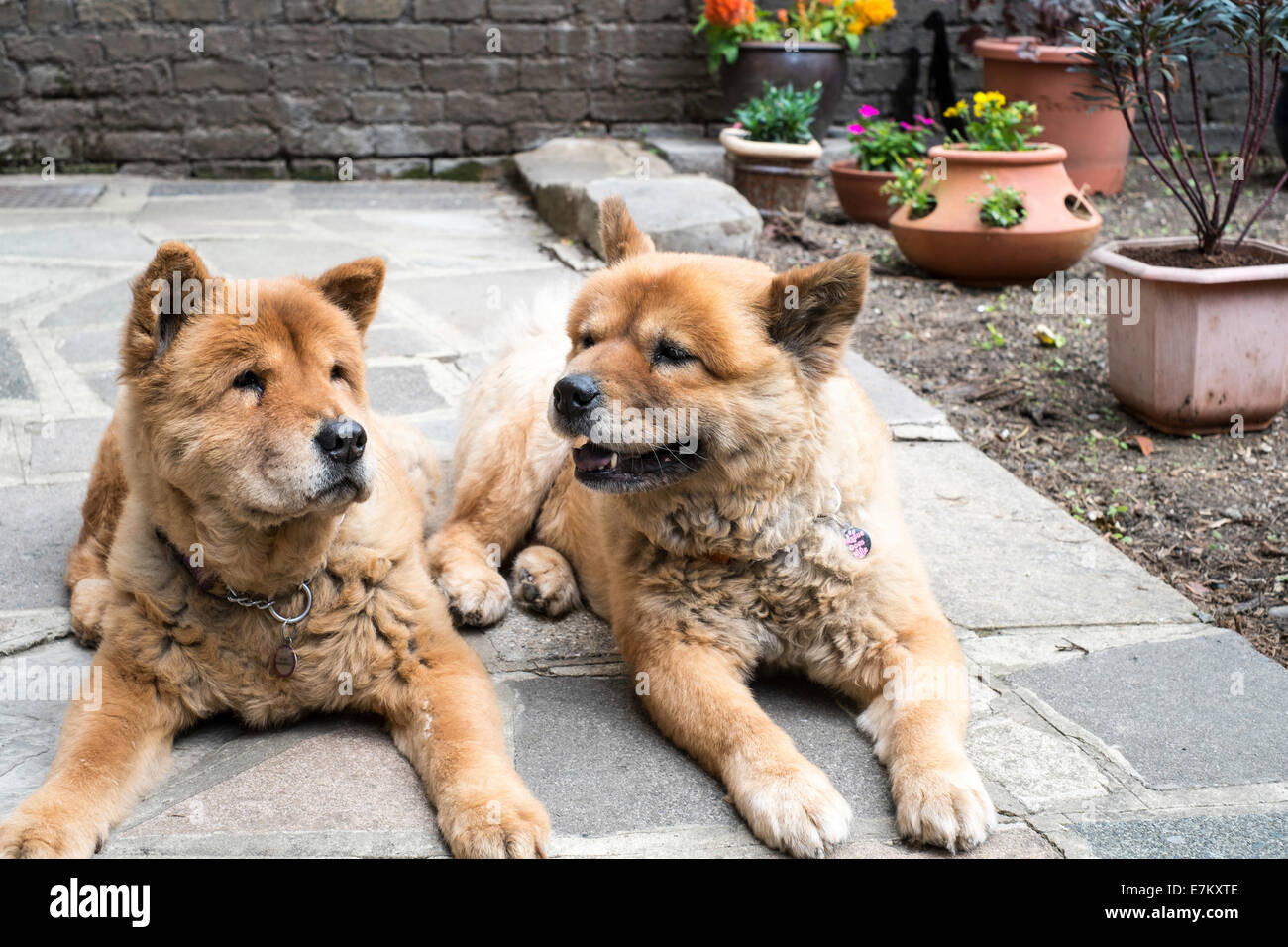 Chow Chow two dogs in a garden Stock Photo