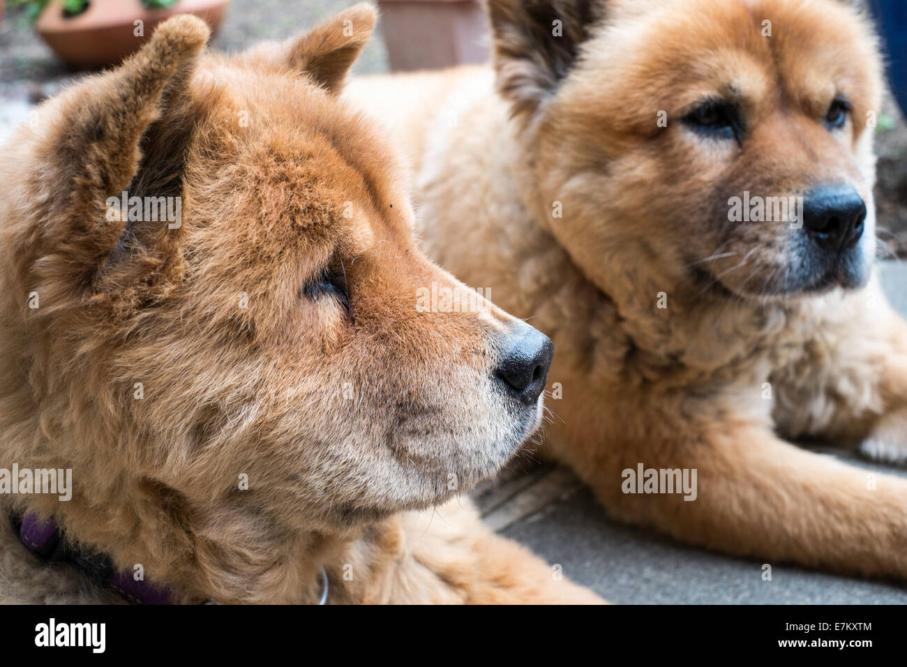 Chow Chow two dogs in a garden Stock Photo