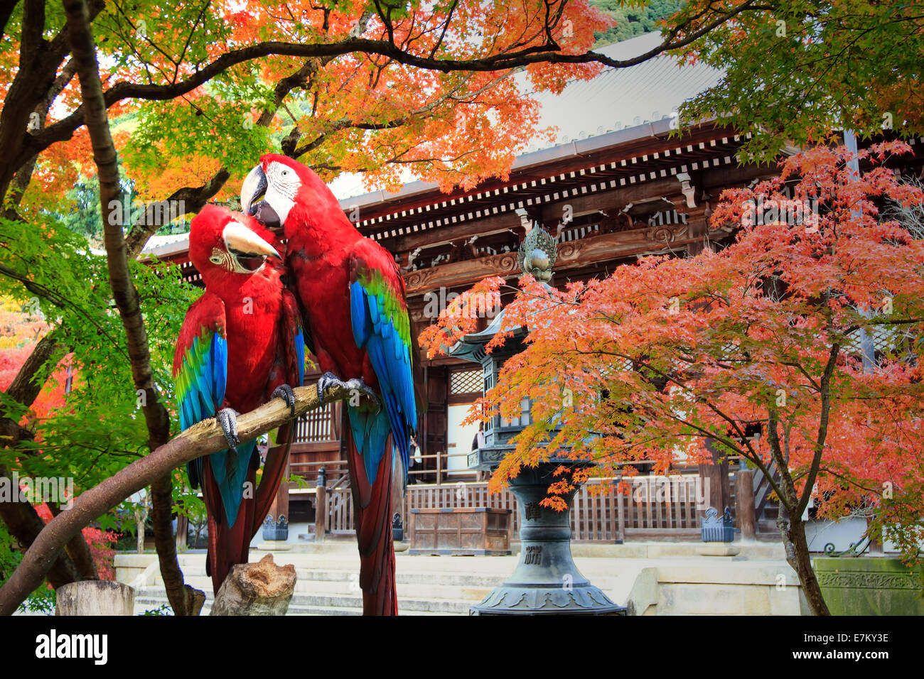 The potrait of Blue & Gold Macaw for adv or others purpose use Stock Photo