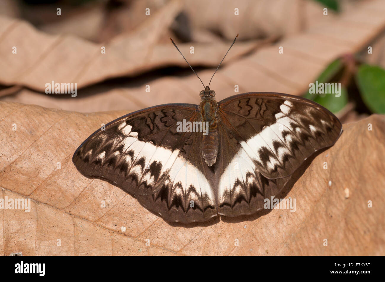 Female Common Glider resting in Kakum National Park Stock Photo