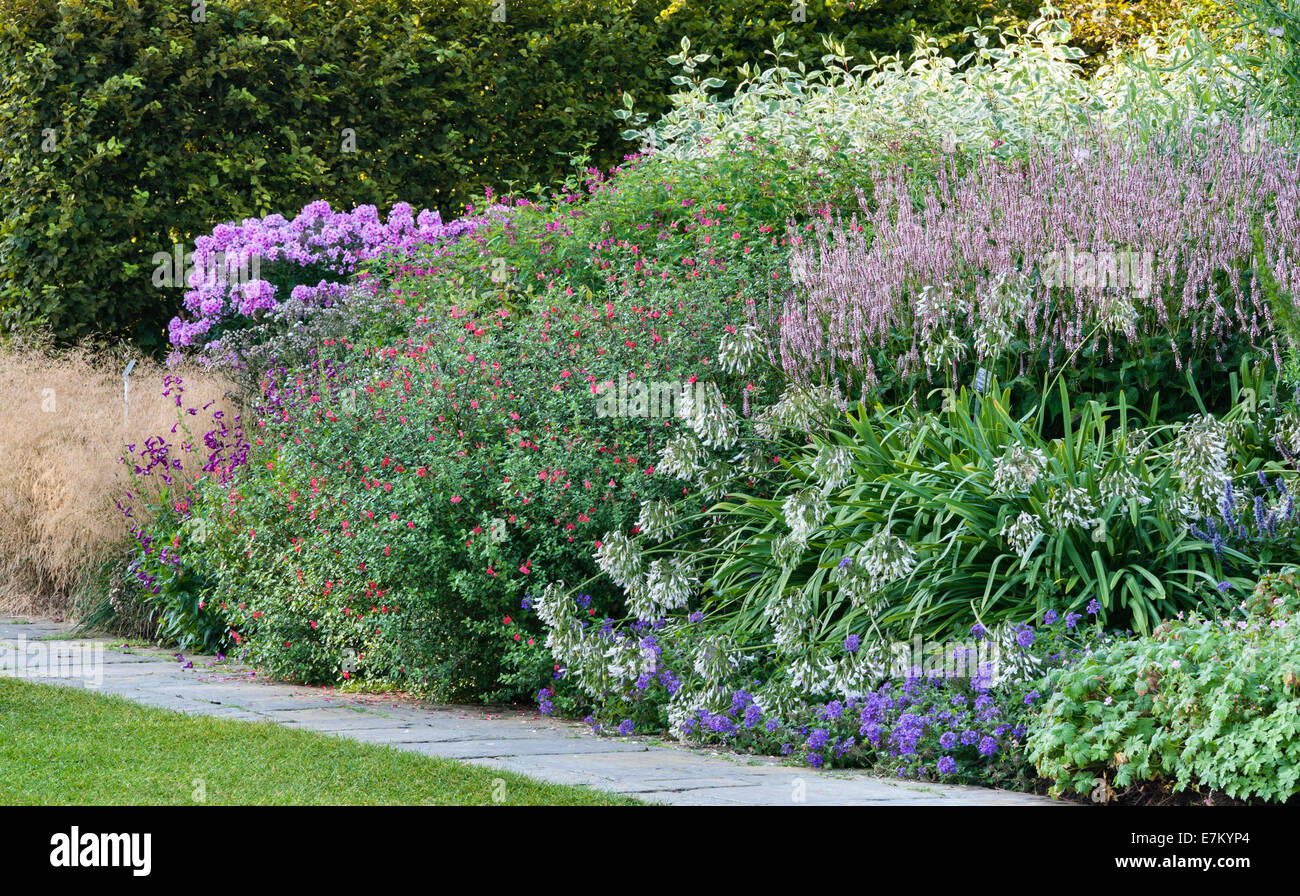 The gardens at RHS Wisley. Verbena Homestead Purple, Agapanthus praecox Maximus Albus, Persicaria amplexicaulis Rosea, Deschampsia cespitosa Stock Photo