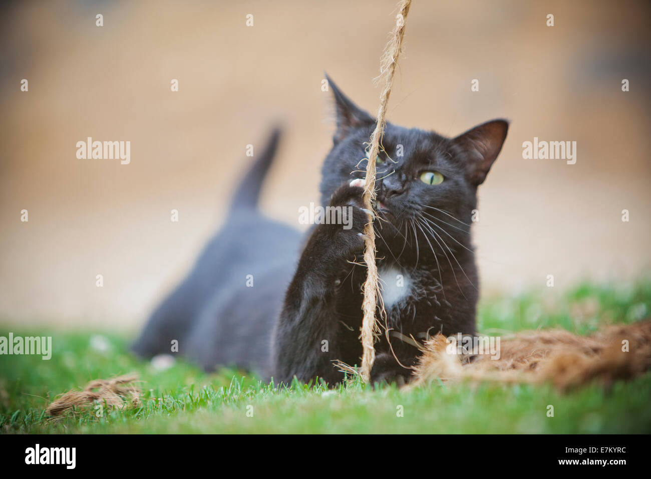 Cats playing and garden hires stock photography and images Alamy