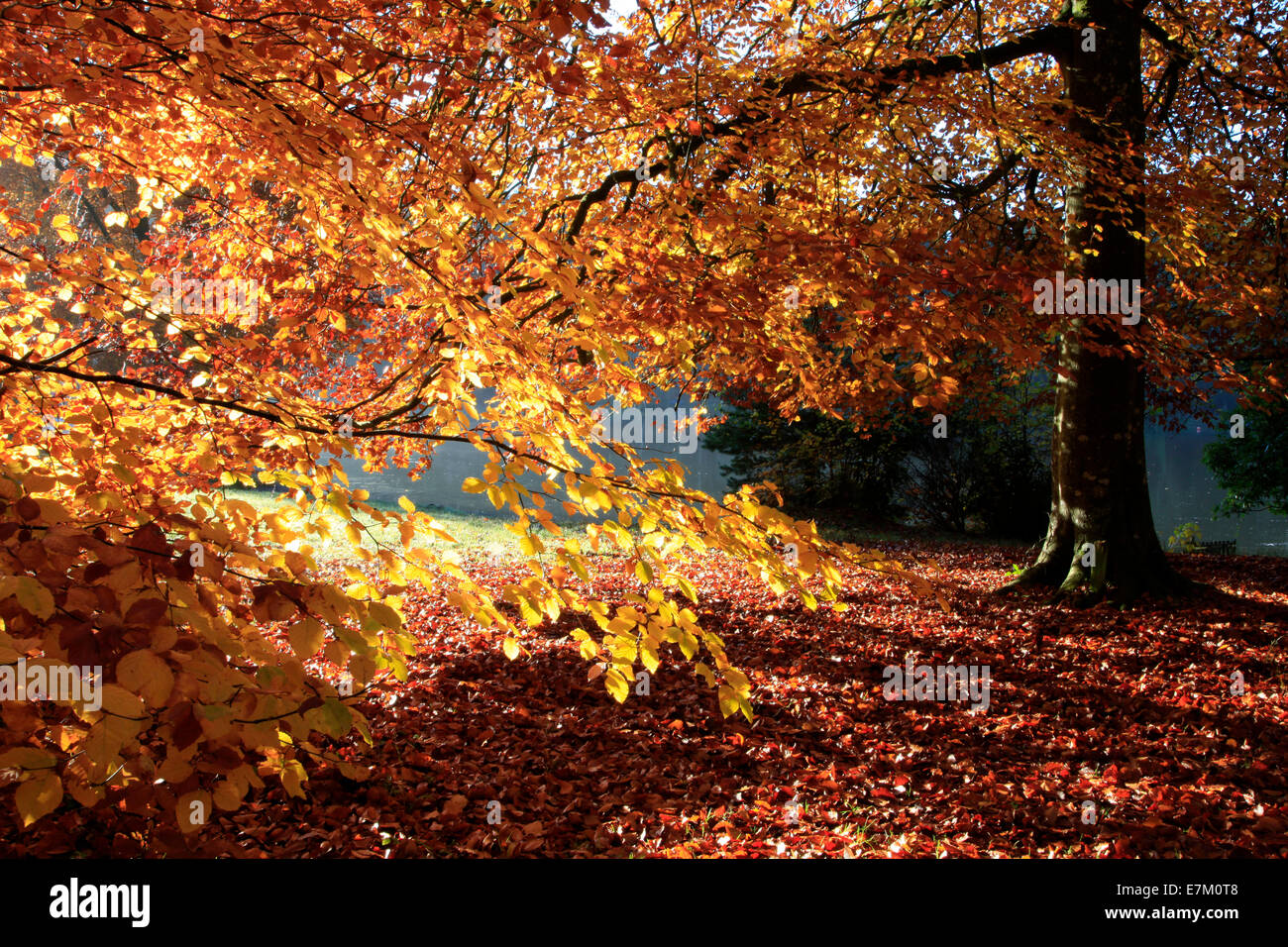 Sunlit beech leaves beside the lake at Shearwater, near Warminster in Wiltshire, England. Stock Photo
