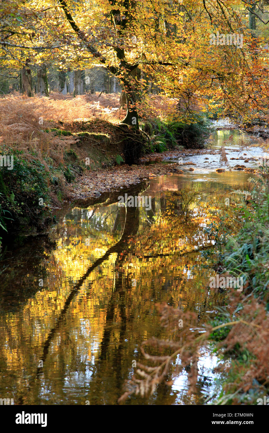 A small stream near Bolderwood in the New Forest Hampshire, taken  'contre-jour' meaning against the light Stock Photo - Alamy